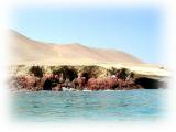 reserve national de paracas